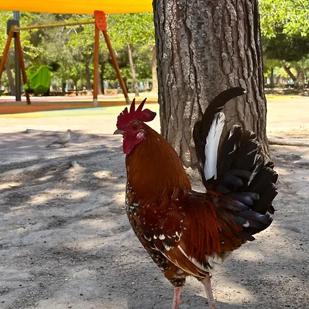 Bajo El Gallo * 또레비에하