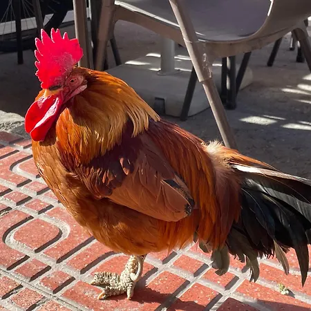 Апартаменти Bajo El Gallo