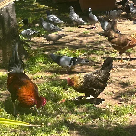 Bajo El Gallo Апартаменти Торрев'єха