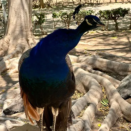 Bajo El Gallo Торрев'єха