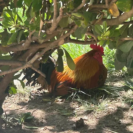 Bajo El Gallo Апартаменты Торевьиа