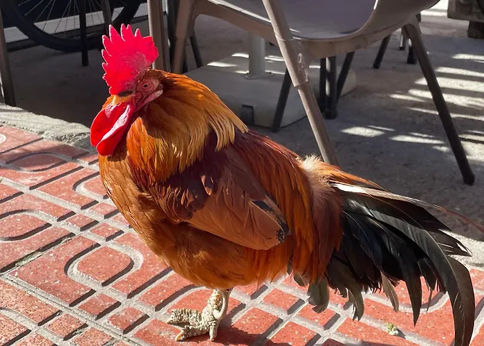 Apartament Bajo El Gallo