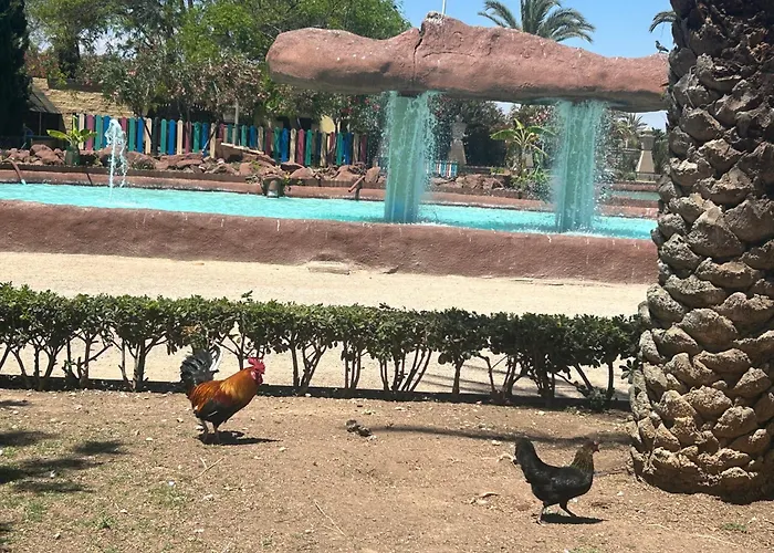 Bajo El Gallo