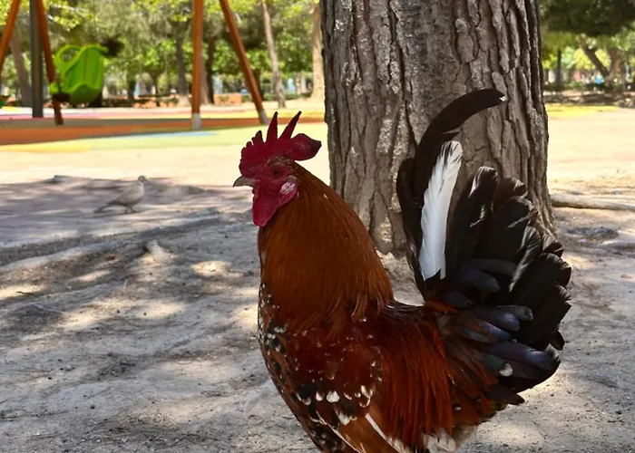 Bajo El Gallo * Torrevieja