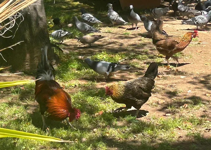Bajo El Gallo Apartament Torrevieja