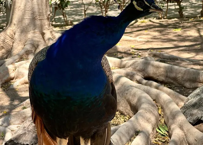 Bajo El Gallo Torrevieja