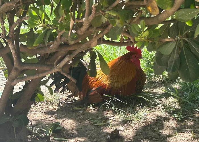 Bajo El Gallo Apartament Torrevieja